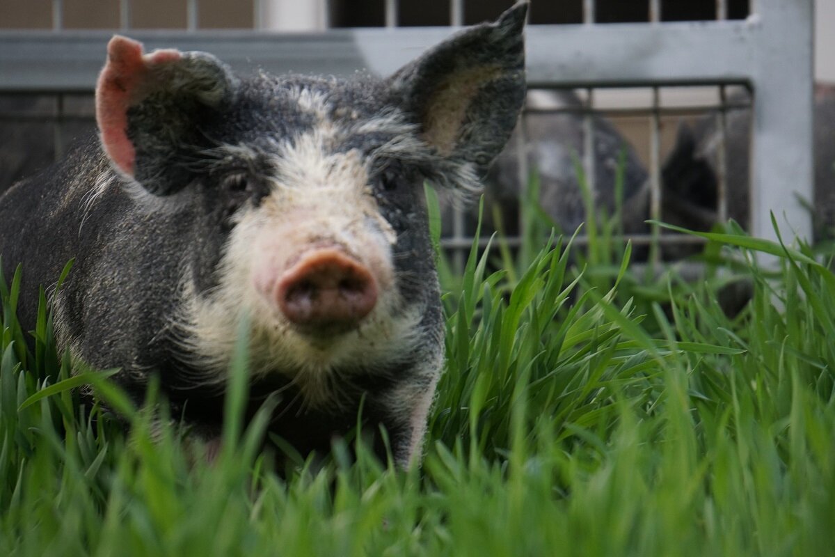 Close-up of a black and white pig standing in lush green grass, with a blurred background of other pigs and a fence. The pig's ears are perked up, showcasing its curious expression in a natural farm setting.
