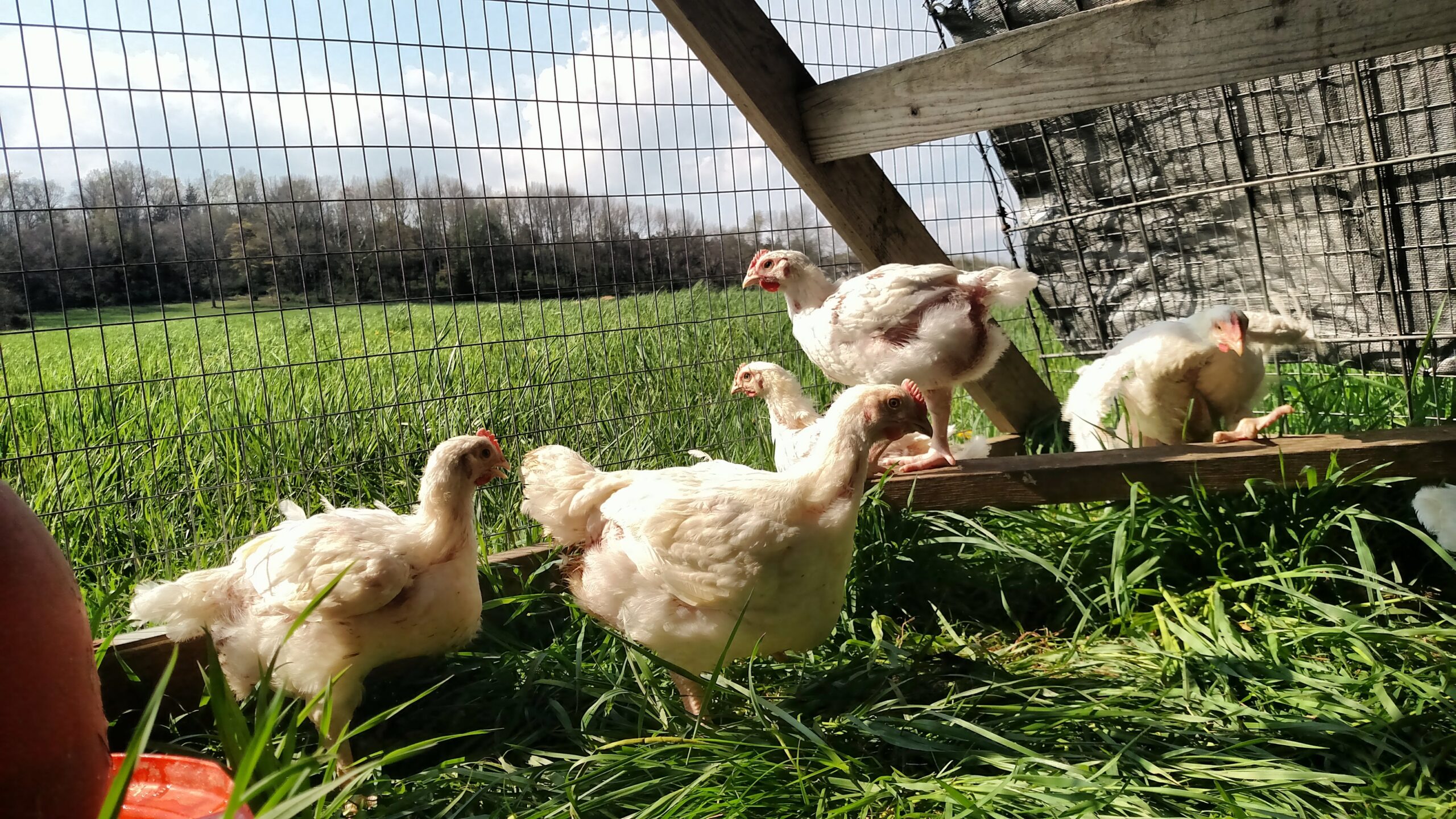 Free-range chickens foraging in a grassy area, with a fenced enclosure and a sunny sky in the background, showcasing sustainable farming practices.