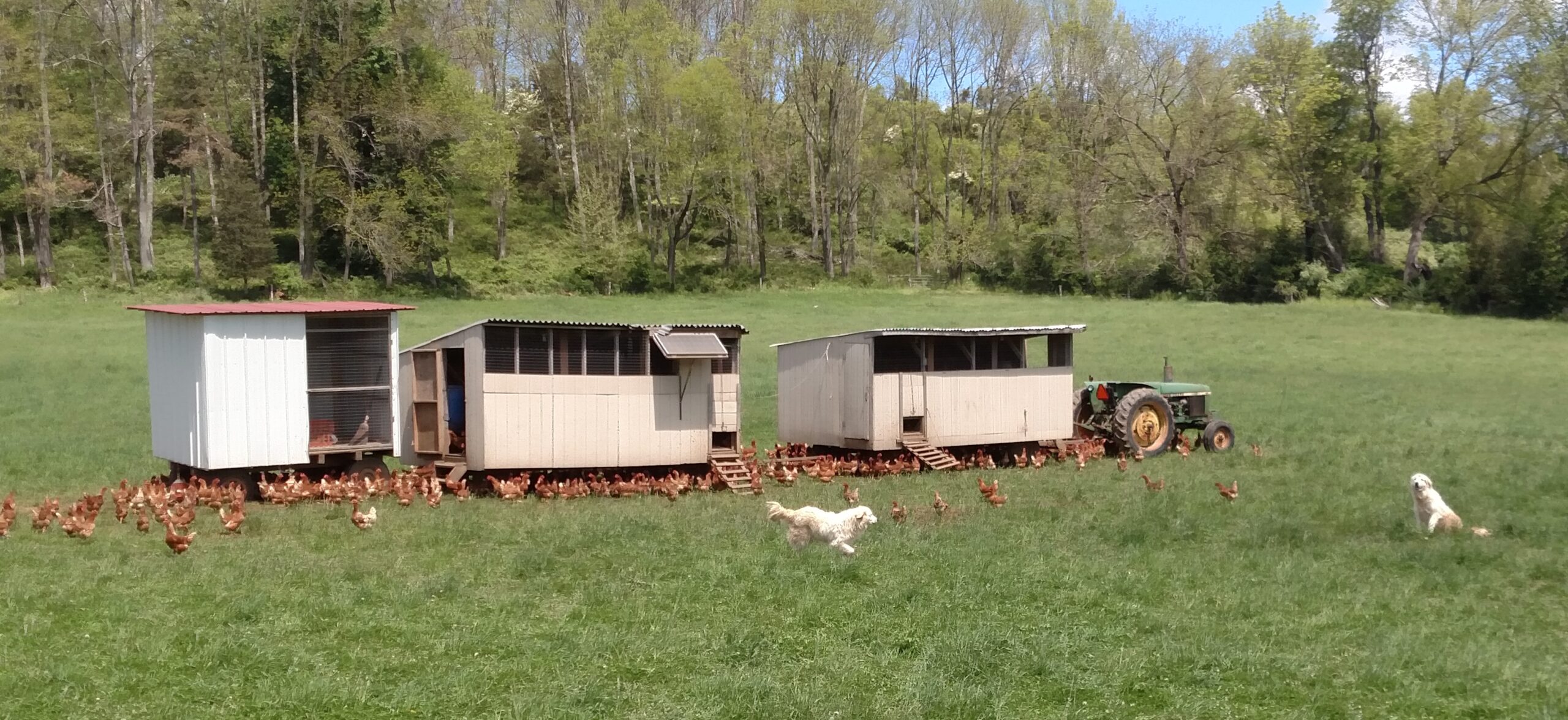 A picturesque farm scene featuring three chicken coops on wheels, surrounded by free-range chickens foraging on a grassy field. A green tractor is parked nearby, while a dog runs playfully in the foreground, with trees in the background under a clear blue sky.