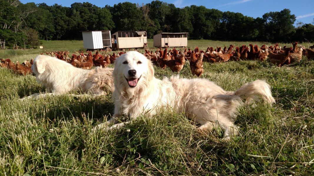 Two fluffy white dogs lounging in a grassy field, with a flock of red chickens in the background and wooden chicken coops nearby. The scene captures a serene farm setting, highlighting the relationship between livestock and guardian dogs.