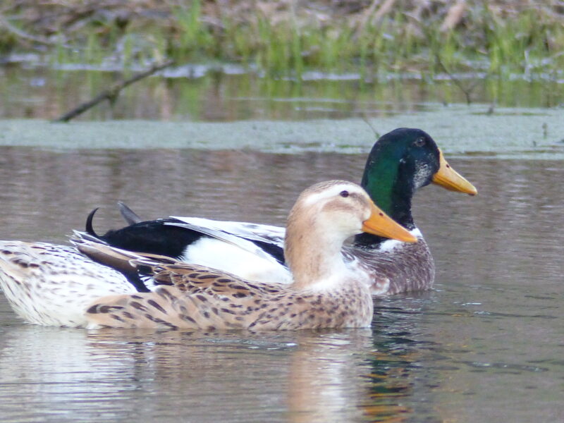 Two ducks swimming together in a calm pond, showcasing a female duck with speckled feathers and a male duck with a distinctive green head and orange beak. Lush greenery surrounds the water, creating a serene natural habitat.