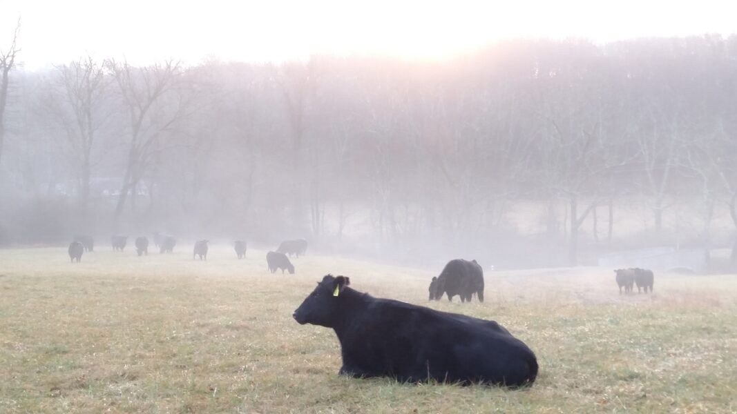 Black cows grazing in a misty field at sunrise, with trees in the background, creating a serene rural landscape.