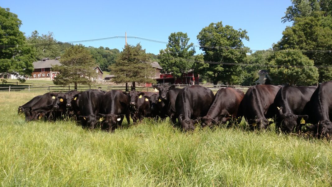 A herd of black cows grazing in a lush green field with a red barn and trees in the background under a clear blue sky.