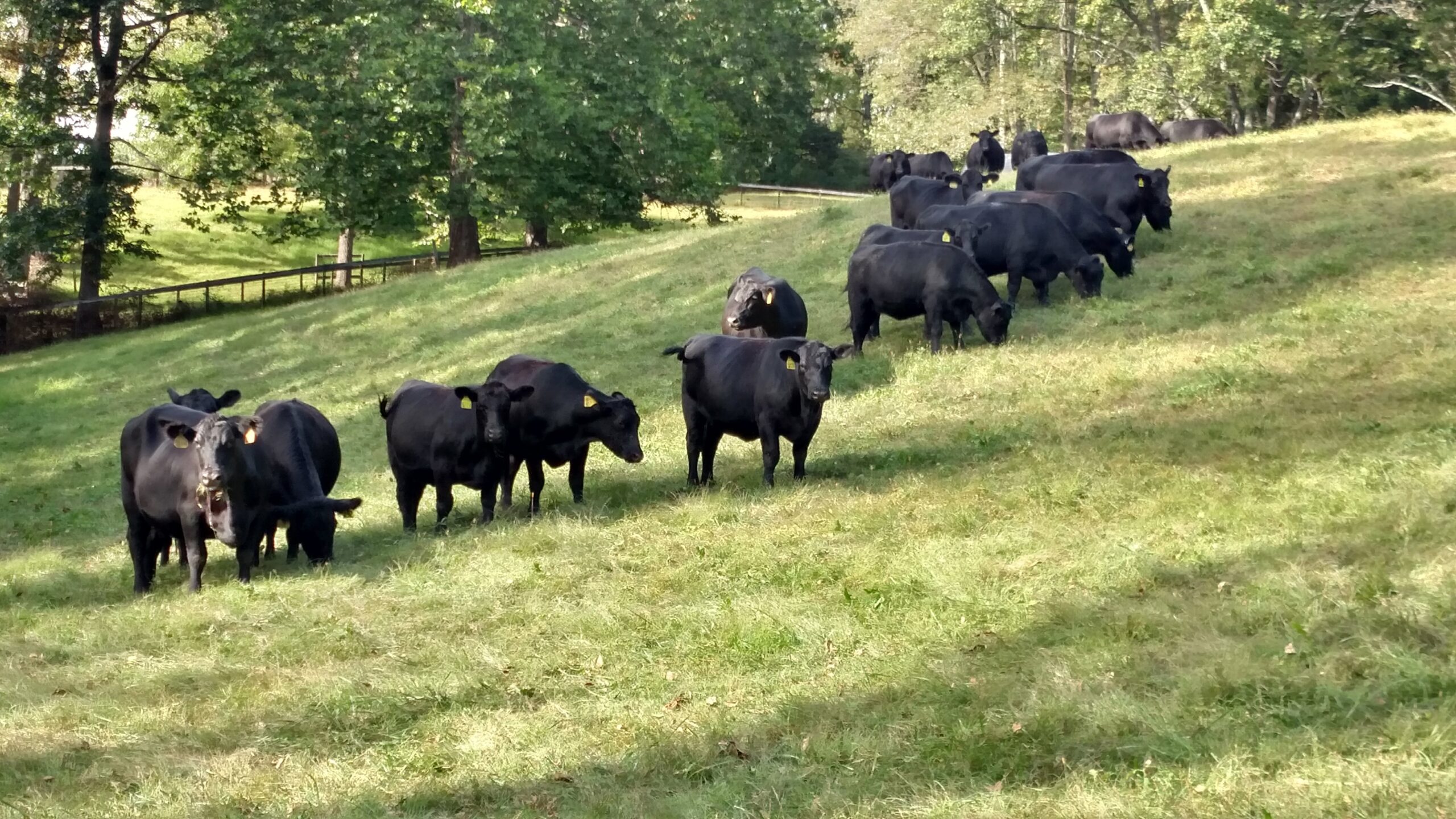 Herd of black cattle grazing on a grassy hillside surrounded by trees, showcasing a serene farm setting.