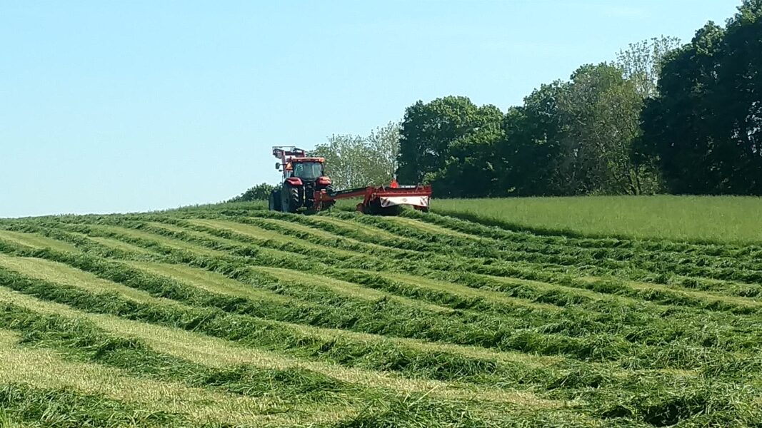 Tractor cutting grass in a lush green field, creating neatly arranged rows of freshly mowed hay under a clear blue sky.