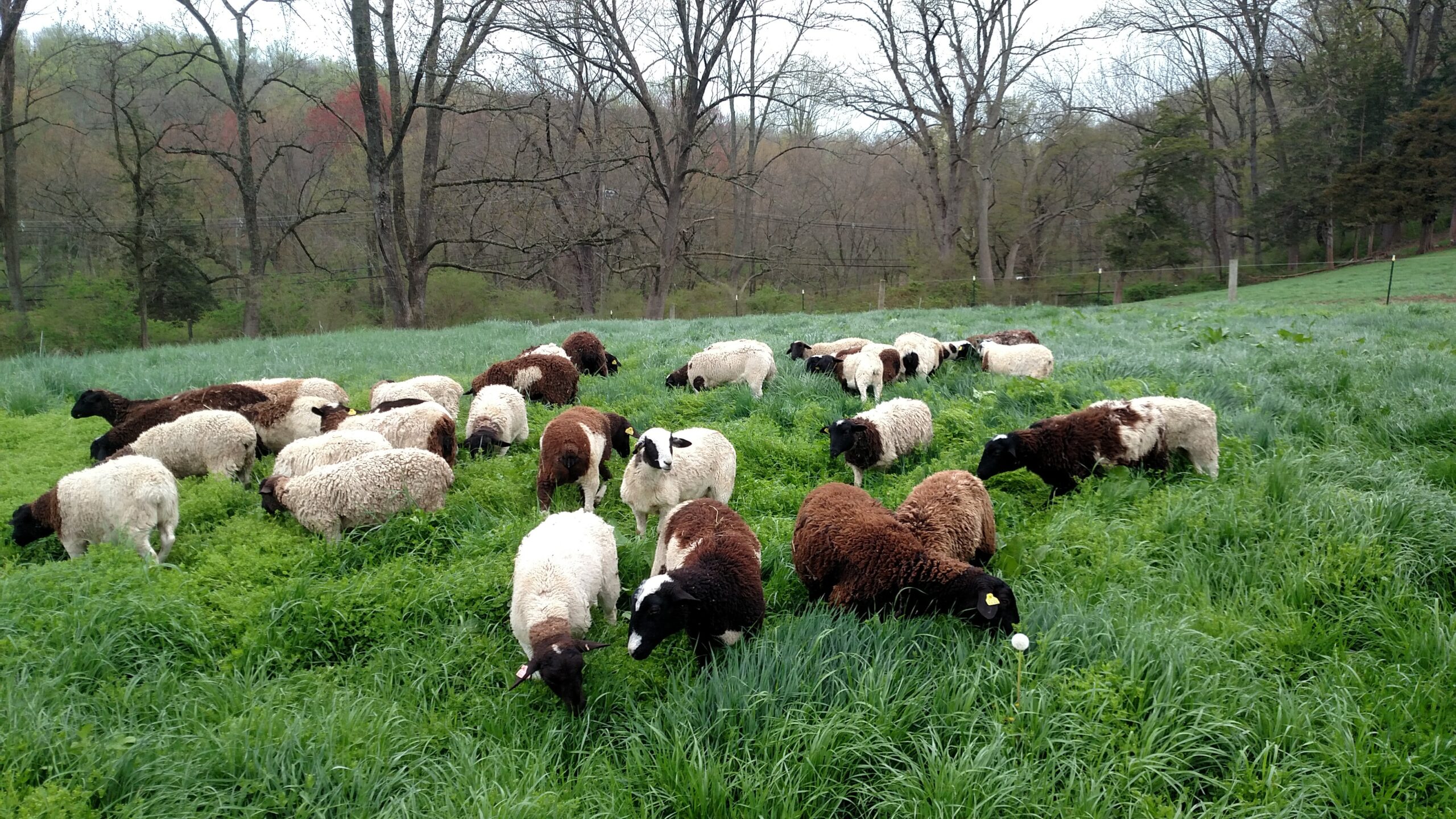 A flock of sheep grazing in a lush green pasture, featuring a mix of black and white, and brown and white coats, surrounded by trees in a serene rural landscape.