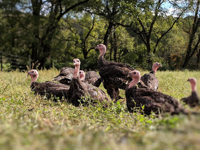 A group of domestic turkeys resting in a grassy field surrounded by trees, showcasing their distinctive features and natural habitat.